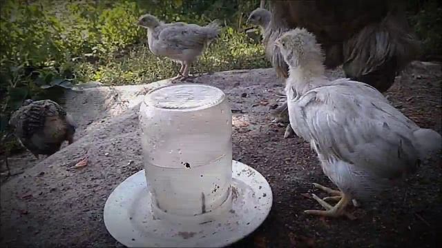 Курица вывела цыплят :0