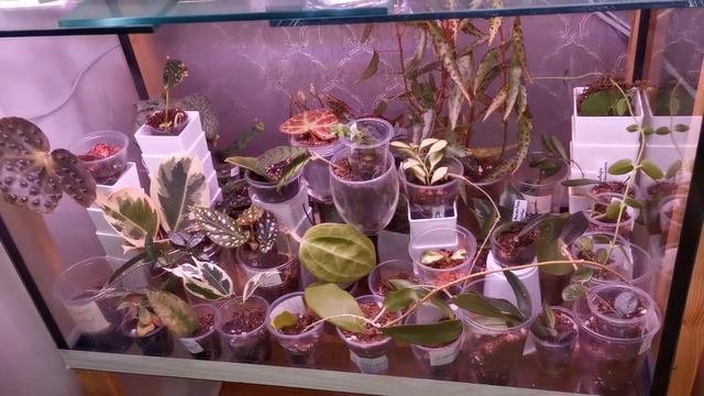 Укоренение хой и бегоний во флорариуме