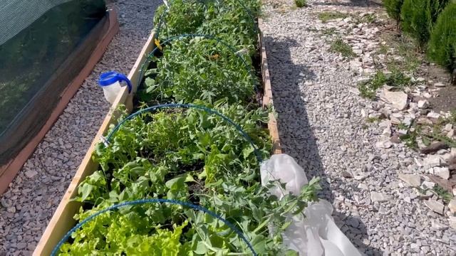 Цены на продукты в станице / Уборка в грядках/ Горох кушаем свой