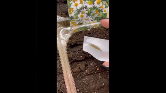 Посадка семян. Мой опыт. Все хорошо всходит.