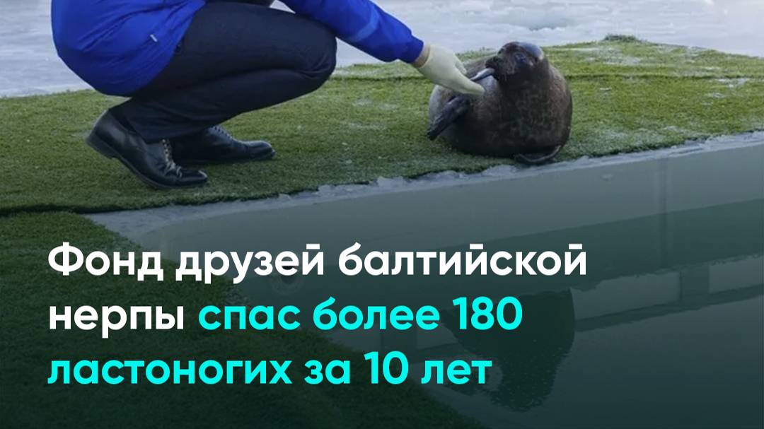 Фонд друзей балтийской нерпы спас более 180 ластоногих за 10 лет