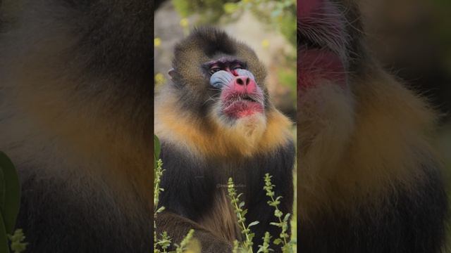 Мандрил — опаснейший вид приматов из семейства мартышковых 🐒