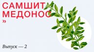 Самшит Медонос Подкаст Выпуск 2