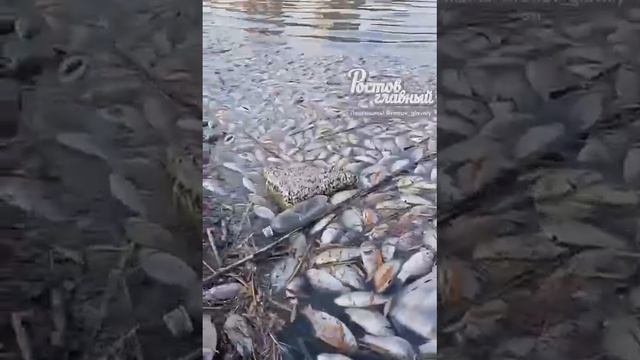 Дончане продолжают делится кадрами с берегов Северного водохранилища, где массово гибнет рыба.