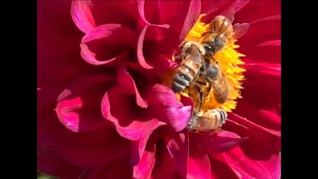 Sony DSC-HX100V Video Close-up With Radiohead