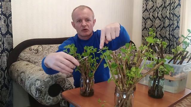 Укоренение черенков винограда в воде 14 день.