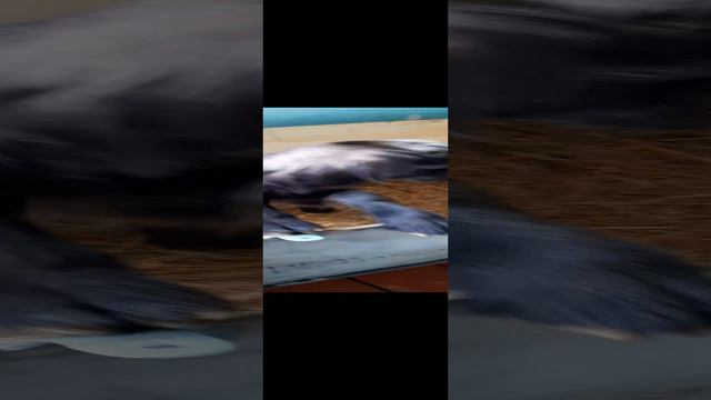 20240324_110334_002.mp4Томик