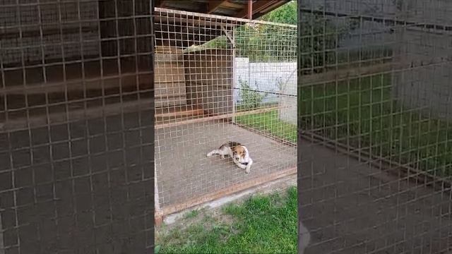 ЗАЙЦЫ ПОГУБИЛИ ПОЧТИ ВСЕ ЯБЛОНИ А ЛИСЫ НАЧАЛИ УНИЧТОЖАТЬ КОШЕК