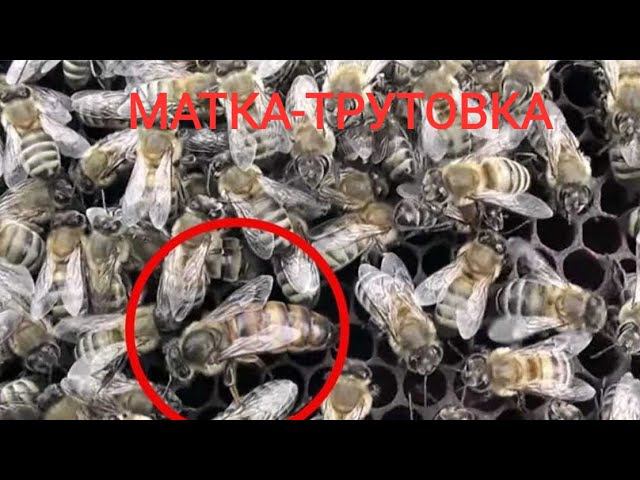 МАТКА-ТРУТОВКА ТРУТОВАЯ МАТКА