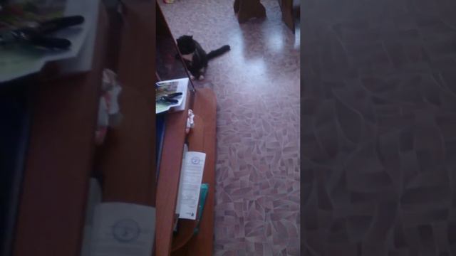 Пти брабансон " Чили" Бешеный тушканчик и кот Миша