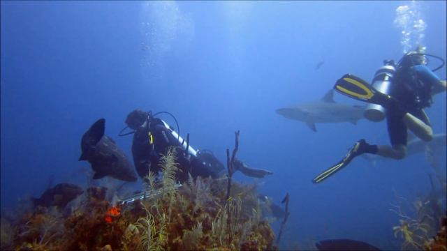 Shark Diving in Jardines de la Reina / Cuba - Mergulho com tubarões - 2013 - Canon S100