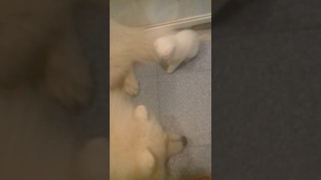 Котята и самоед