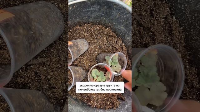 Укоренение черенков пеларгонии. 3 е условие