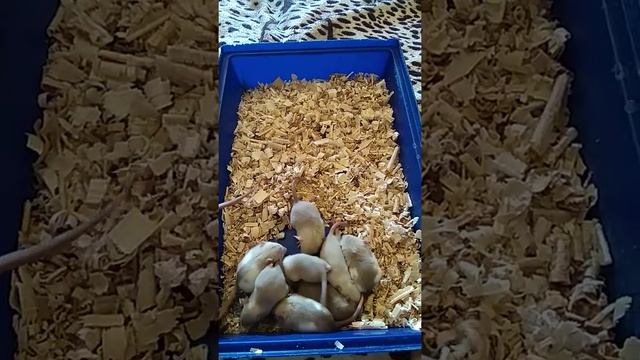 Как приручить крысу? Домашние  декоративные крысы Ручная крыса Слишком милые ручные крысы