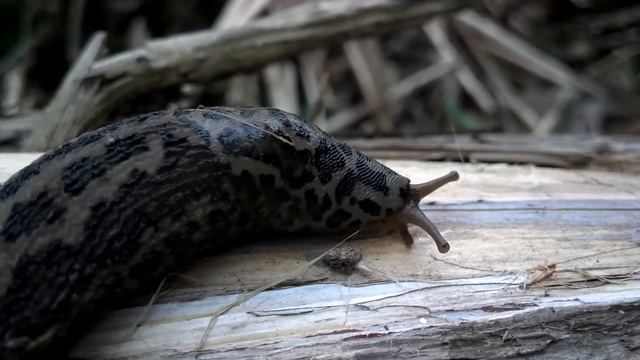 Limax maximus original