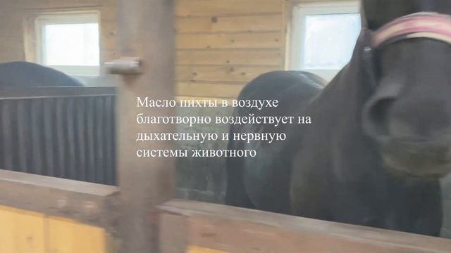 Лечение лошадей шашкой ТАМБЕЙ. Препараты для лошадей. Болезнь лошадей