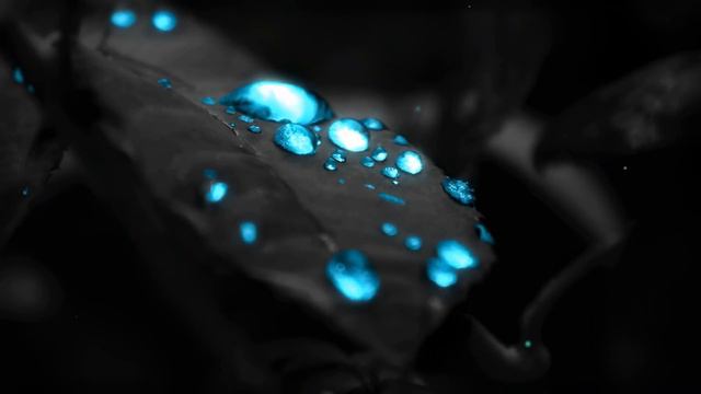 Капли Росы | Shiny Dew Drops on The Leaves - Живые Обои