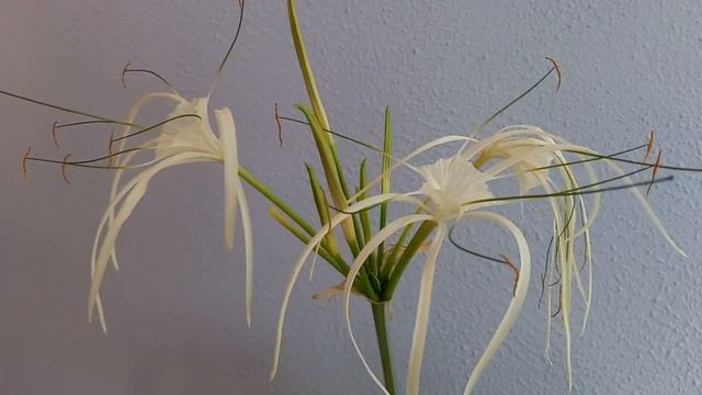 HEMENOCALLIS-Цветок похожий на паука