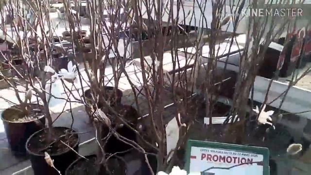 Обзор бельгийского магазина для животных и растений Купили семена картофеля Жизнь во время карантин