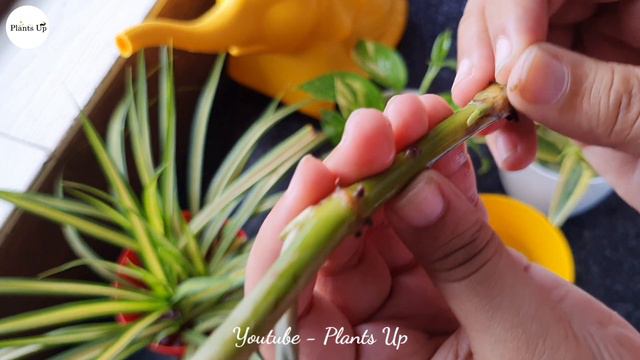 How to Propagate Syngonium Plant in Water by Leaf and Stem cuttings | Grow and Care Arrow Head Plan
