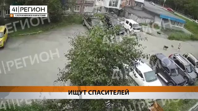 В СИТУАЦИИ С НАПАДЕНИЕМ СОБАКИ НА ДЕВОЧКУ В ПЕТРОПАВЛОВСКЕ РАЗБИРАЕТСЯ СЛЕДСТВЕННЫЙ КОМИТЕТ