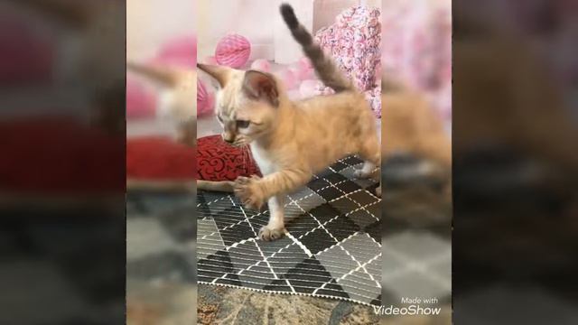 Мирамар -питомник бенгальских кошек