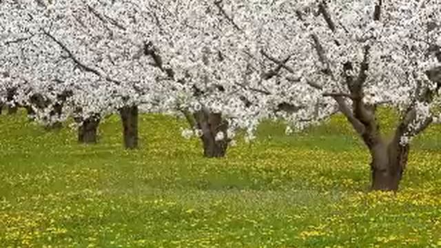 Dance of Spring - Shahrdad Rohani