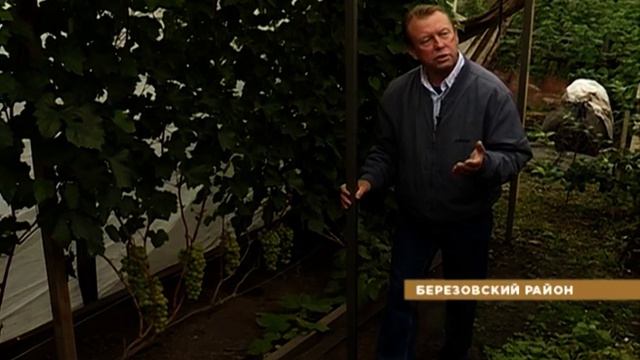 Под Красноярском начался сбор винограда