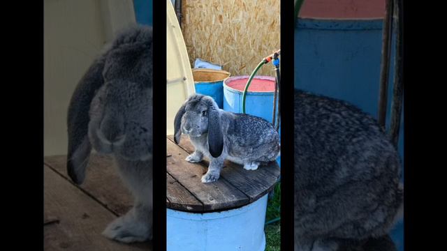 Зайчики- красавчики. 
#кролики #кролиководство #разведениекроликов #животные #кролик #милыеживотные