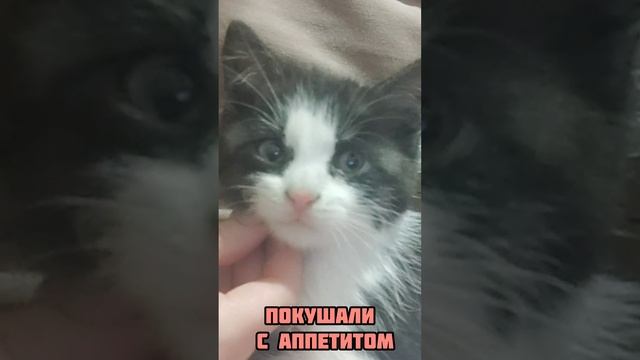 Спасение котенка