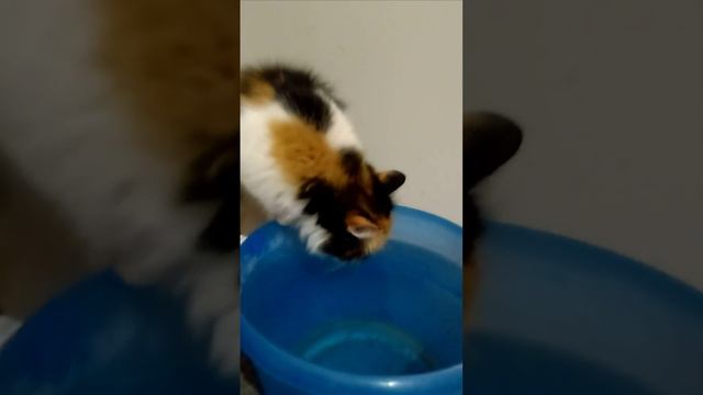 Умный кошка проверяет температуру воды, затем пьет