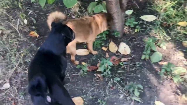 #video Cute dogs