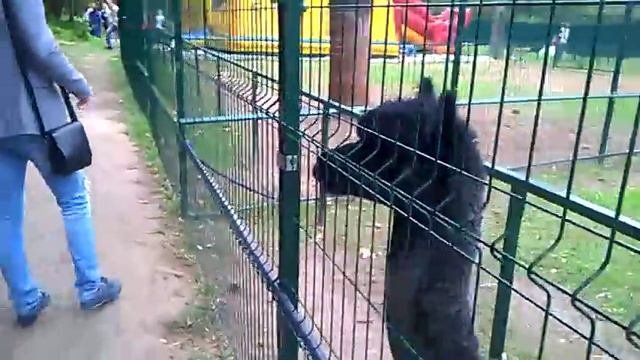 Альпака плюнула