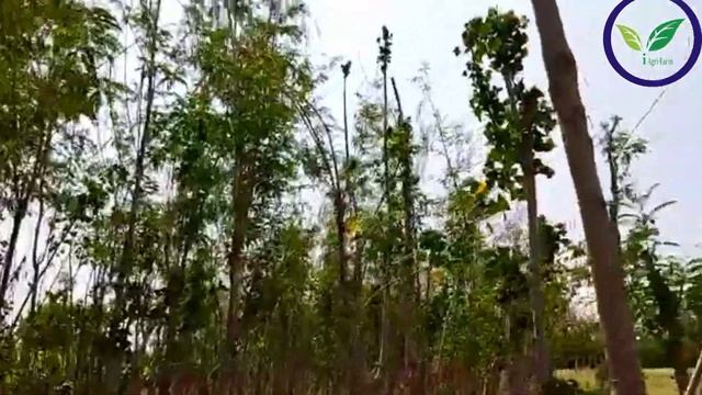 Sesbania | Agathi | அகத்தி Green Fodder Cultivation
