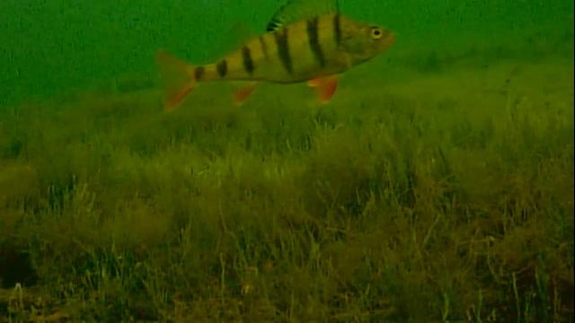 Видео охота за окунем с самодельной камерой FocusFish :)