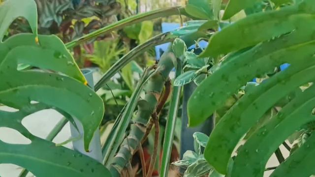 How To Care And Grow Monstera Plant/Swiss Cheese Plant!!!