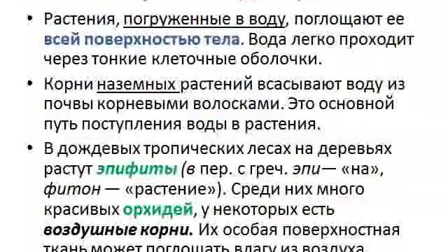 Презентация Вода в жизни растений и животных