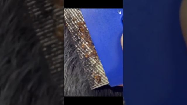 А кто такие фиксики?!?