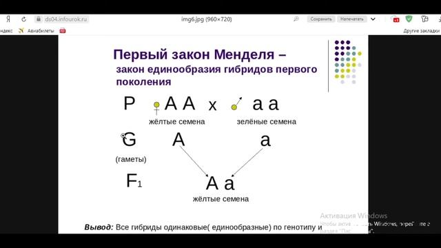 Биология с нуля. Как понять генетику? 1 и 2 Законы Менделя.