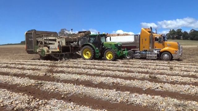 Rocaleja Early Onion Harvest Part 2