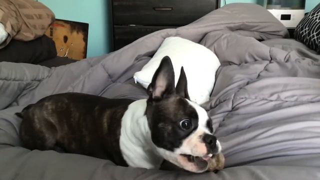 Nala la folle 😛 ( Boston terrier )