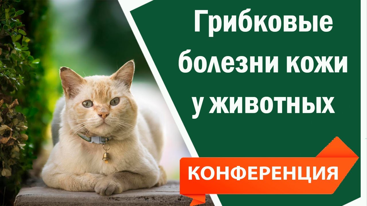 Грибковые болезни кожи у животных _ Видео конференция для ветеринаров.mp4