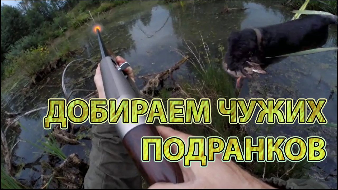 Охота на уток с легавой. Добираем чужих подранков