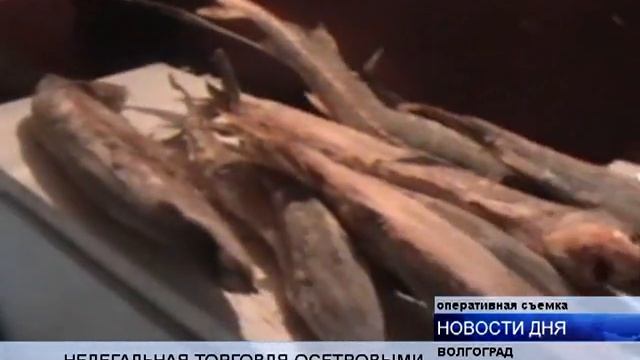 ЗАКРЫТА НЕЛЕГАЛЬНАЯ ТОЧКА ПРОДАЖИ ОСЕТРОВЫХ