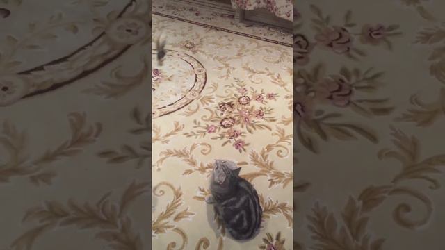 Скоттиш страйт.Шотландский прямоухий