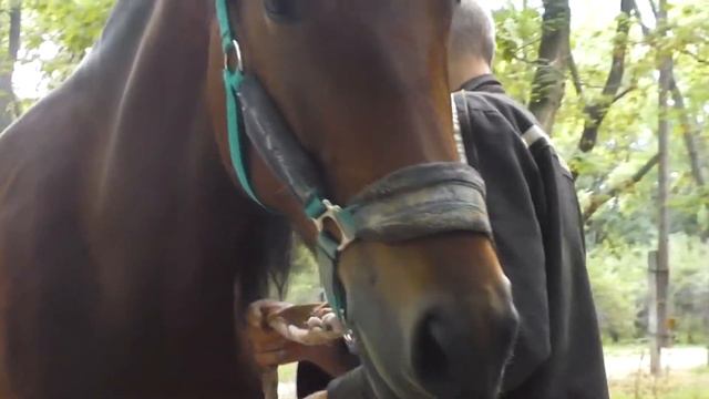 Расчистка копыт и замена подков у лошади