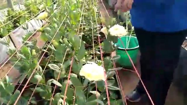 VIDEO CULTIVO DE LISIANTHUS OT