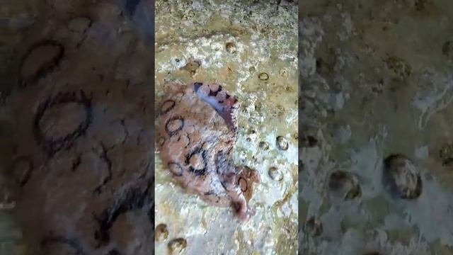 Нашел гигантского слизня в море shorts Морской заяц видео Аплизия Морские зайцы  лат  Aplysia