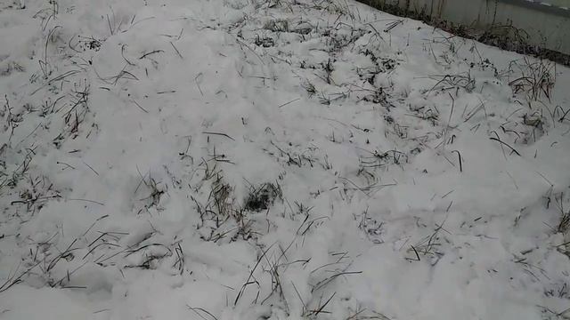 Укрыл 2-3 летние фундуки на зуму. Средняя полоса.