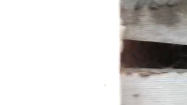 В каком возрасте не нужно покрывать кроликов ! продолжение